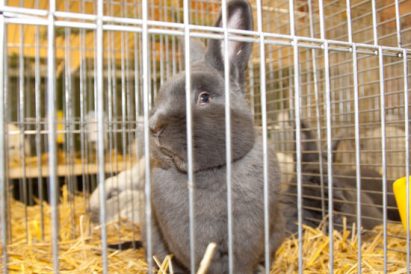 Summer Fun Includes a Day at the Fair Image